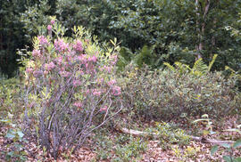 Photograph of Mountain laurel (Kalmia latifolia) and Labrador tea (Ledum groenlandicum) at Richar...