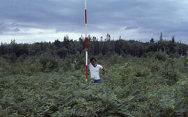 Photograph of vegetation regrowth measurement after spraying, Antrim site, Halifax County, Nova S...