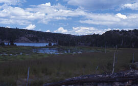 Photograph of a lush wetlands site at Richard Lake, near mining operations around Sudbury, Ontario