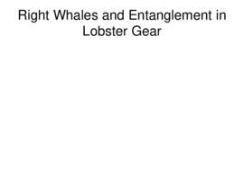 Right whales and entanglement in lobster gear : [PowerPoint presentation]