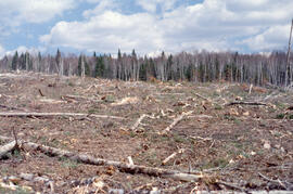 Photograph of a crushed and replanted clearcut in the Irving Black Brook District, northwestern N...