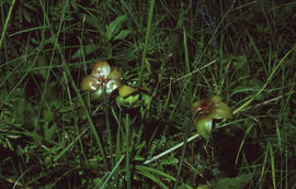 Photograph of Purple pitcher plant (Sarracenia purpurea), likely in Terra Nova National Park, New...