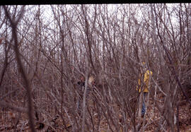 Photograph of Bill Freedman and an unidentified researcher discussing forest biomass measurements...