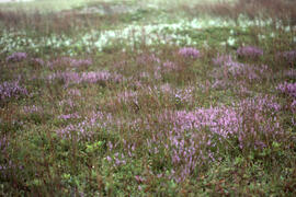 Photograph of a heath of Calluna vulgaris on Sable Island