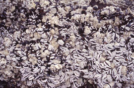 Photograph of unidentified molluscs on the southwest coast of Nova Scotia