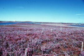Photograph of regrowth at the Pingo control site, near Tuktoyaktuk, Northwest Territories
