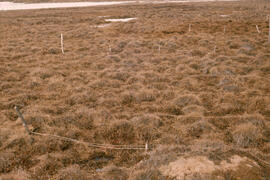 Photograph of an overview of regrowth at the Meadow site, near Tuktoyaktuk, Northwest Territories