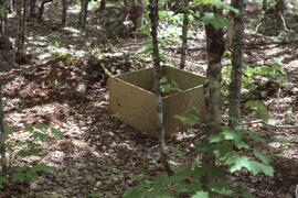 Photograph of a box on a forest floor measuring litterfall at an unidentified central Nova Scotia...