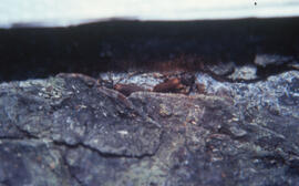 Photograph of a Tetropium fuscum mating pair on a red spruce bolt in a Canadian Forestry Service lab