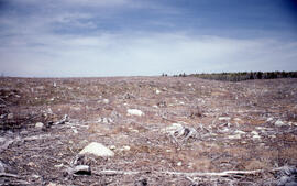 Photograph of a newly crushed site prepared for clear cut, near Fundy National Park, New Brunswick