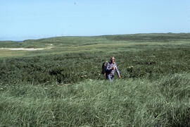 Photograph of an unidentified person walking through dense Ammophila on Sable Island