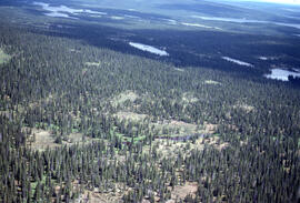 Aerial photograph showing Black spruce (Picea mariana) woodlands, near Postville, Newfoundland an...
