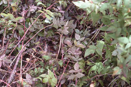 Photograph of Rhodamine 245-T settling on foliage shortly after spraying at the Riverside site, c...