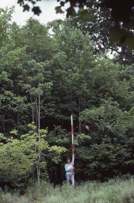 Photograph of an unidentified researcher making forest biomass measurements at Site 6, a thirty-y...