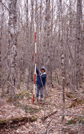 Photograph of an unidentified researcher making forest biomass measurements at a forty-year-old b...