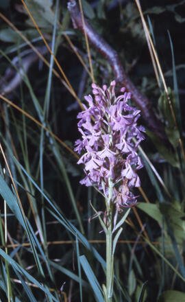 Photograph of purple fringed orchid (Habenaria fimbriata) at Wanapitei River, near Sudbury, Ontario