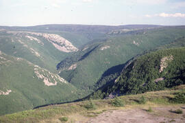 Photograph of panoramic view of spruce budworm aftermath in Cape Breton Highlands National Park