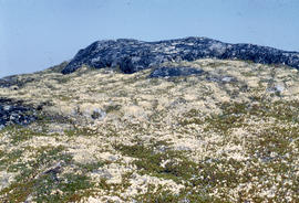 Photograph of the tundra near George River, Quebec