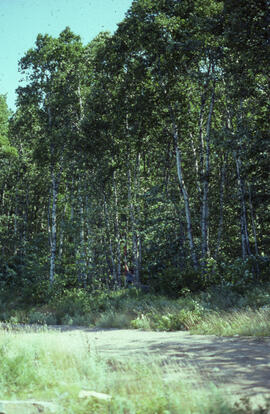 Photograph of forest biomass growth at Site 2, a fifty-five-year growth roadside stand at an unid...