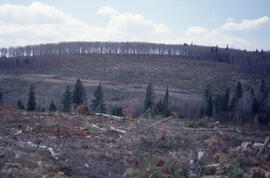 Photograph of a 3 or 4 year planted hillside stand, Irving Black Brook District, northwestern New...