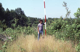 Photograph of vegetation regrowth measurement after spraying, Riverside site, central Nova Scotia