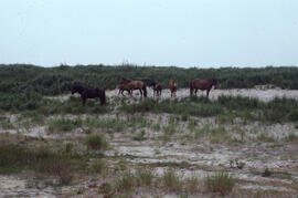 Photograph of six wild horses near freshwater pond on Sable Island
