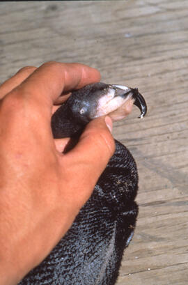 Photograph of an unidentified person holding a Double-crested cormorant chick at Lake Winnipegosi...