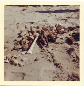 Photograph of human bones found near a brick hearth on Sable Island by Donald Patterson