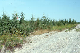 Photograph of an eight-year-old spruce plantation, Greater Fundy Ecosystem, New Brunswick