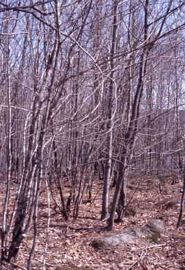 Photograph of forest biomass measurements at Site E, at an unidentified central Nova Scotian loca...