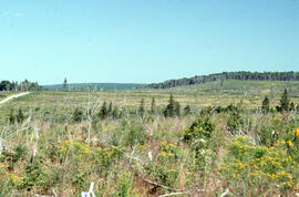 Photograph of a spruce plantation after three years of regeneration, Greater Fundy Ecosystem, New...