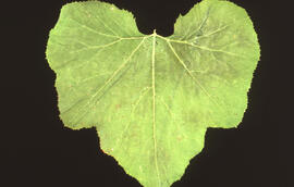Photograph of pumpkin plant leaf damage from acidic particulates, near the Tufts Cove generating ...