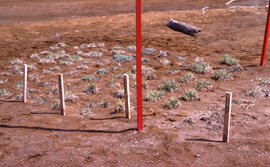Photograph of a eight months of vegetation regrowth at a small controlled site at Nickel Rim, nea...