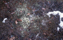 Photograph of pyrogenic heath barrens containing a variety of crowberries (Empetrum) and lichen (...