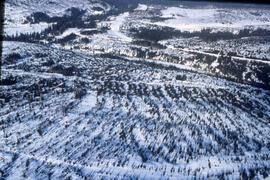 Aerial photograph of clear cuts and cutovers in northern New Brunswick