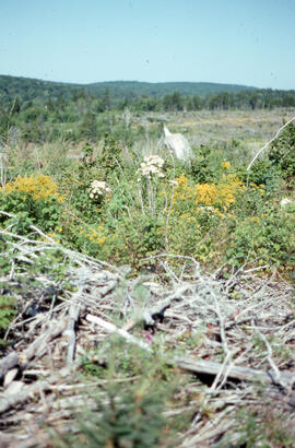 Photograph of ground vegetation and slash in a three-year spruce plantation regeneration, Greater...