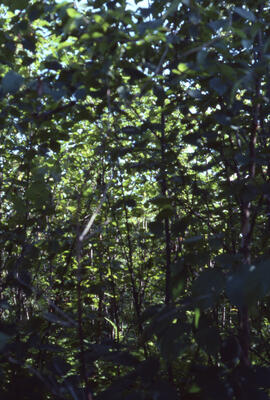 Photograph of forest biomass at Site 8, an eight-year-old stand, at an unidentified central Nova ...