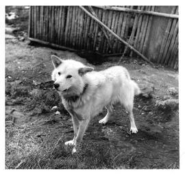Photograph of a white dog