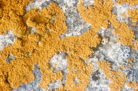 Photograph of lichen on a rock in Cape Dorset, Northwest Territories