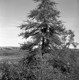 Photograph of Noah climbing a tree in Fort Chimo, Quebec