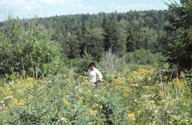 Photograph of Bill Freedman standing in a four-year-old glyphosate spray plot, resprayed, Riversi...
