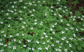 Photograph of bunchberry (Cornus canadensis) at Churchill River, Newfoundland and Labrador
