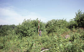 Photograph of an unidentified researcher performing biomass measurements at Plot 5, a five-year-o...