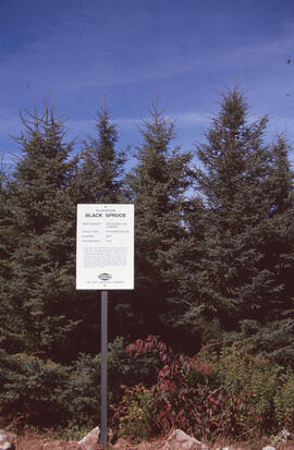 Photograph of an Irving Black spruce plantation at Kedgewick, New Brunswick