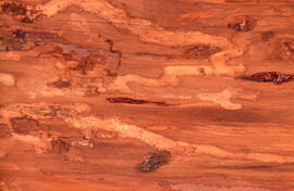 Photograph of cambium scored by Tetropium fuscum (Brown spruce longhorn beetle) larval feeding