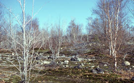 Photograph of a stand of trees 6 kilometres from the Inco Superstack, Copper Cliff site, near Sud...