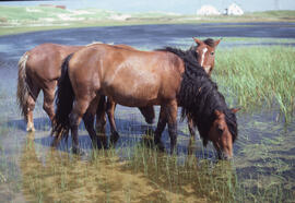 Photograph of three wild horses drinking from a freshwater pond on Sable Island