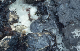 Photograph of oil covered rocks, SS Arrow oil spill, Chedabucto Bay, Nova Scotia