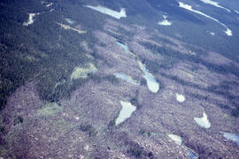 Aerial photograph of seven years of regeneration at a Black spruce (Picea mariana) burn site, nea...