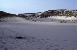 Photograph of five wild horses standing on the beach on Sable Island